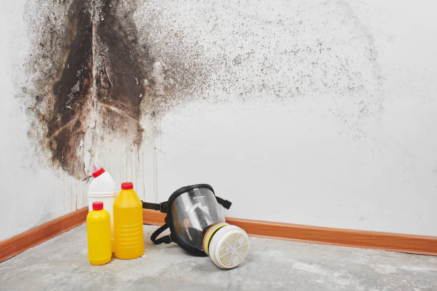 Professional Mold Prevention & Removal  in Commerce, CA