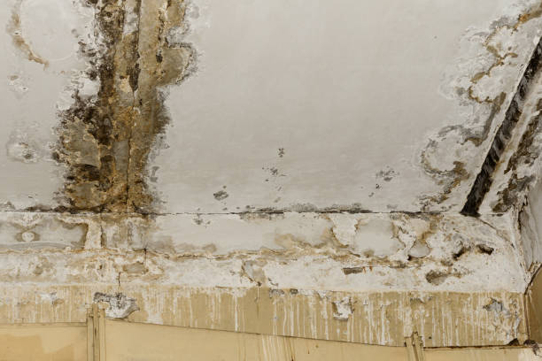 Why You Should Choose Our Mold Remediation Services in Commerce, CA