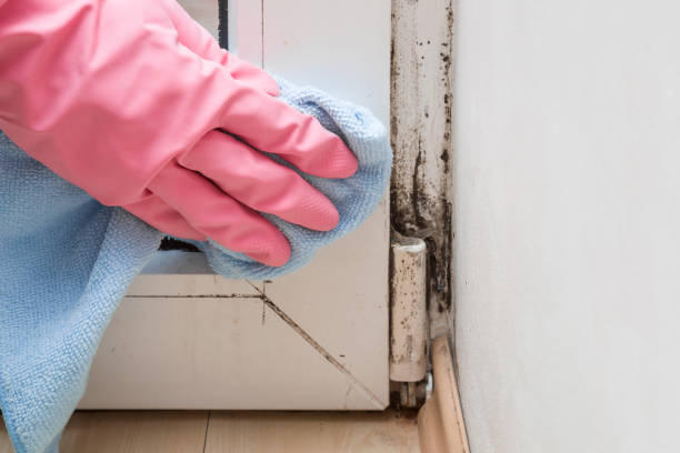 Mold Remediation for Vacation Homes in Commerce, CA